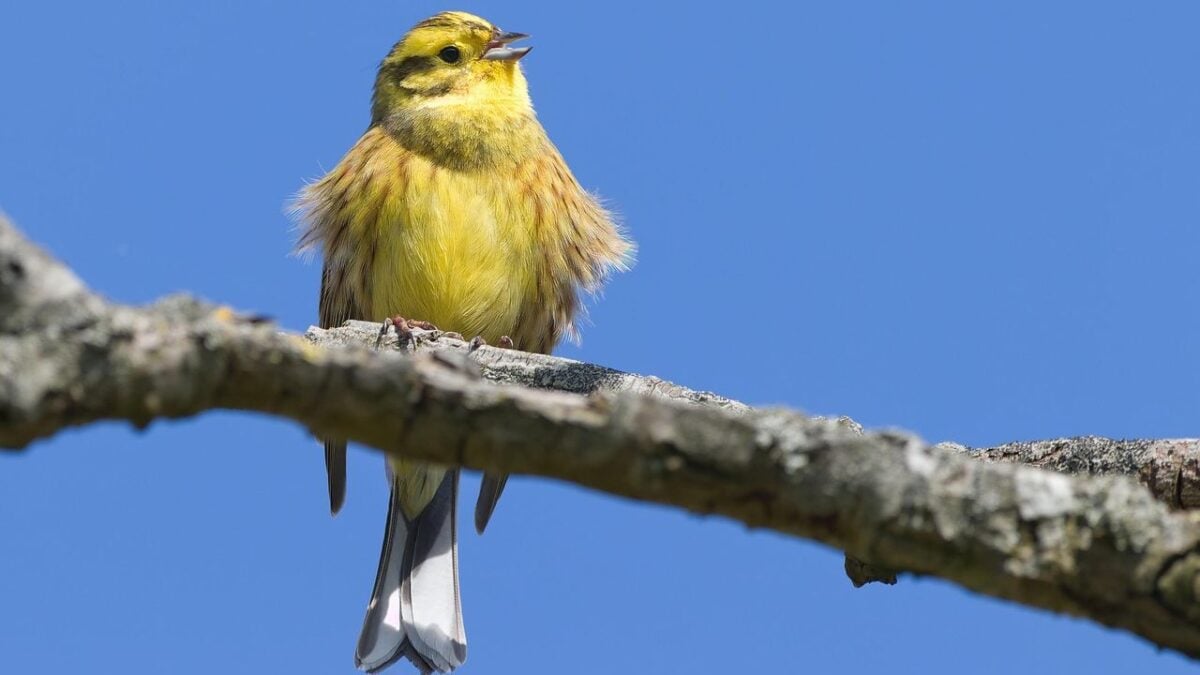 13 Birds That Used to Visit Every Garden That Are Quietly Disappearing - Experienced Birders Finally Explain Why