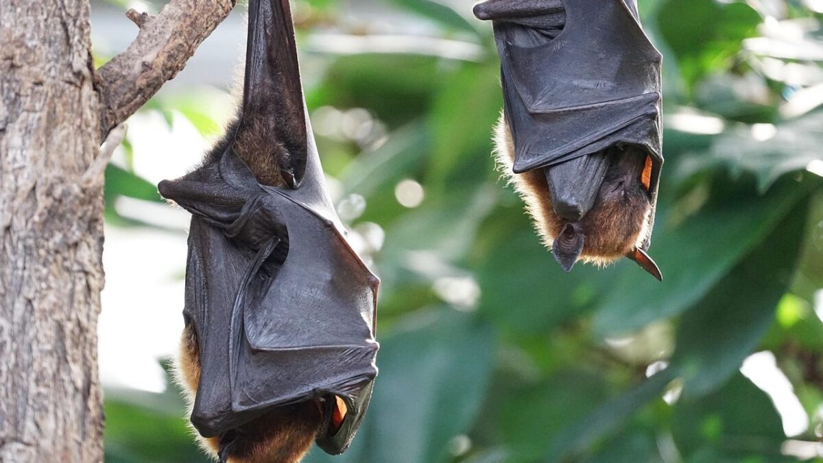 What It Means When Bats Begin Gathering Around Your Home After Sunset