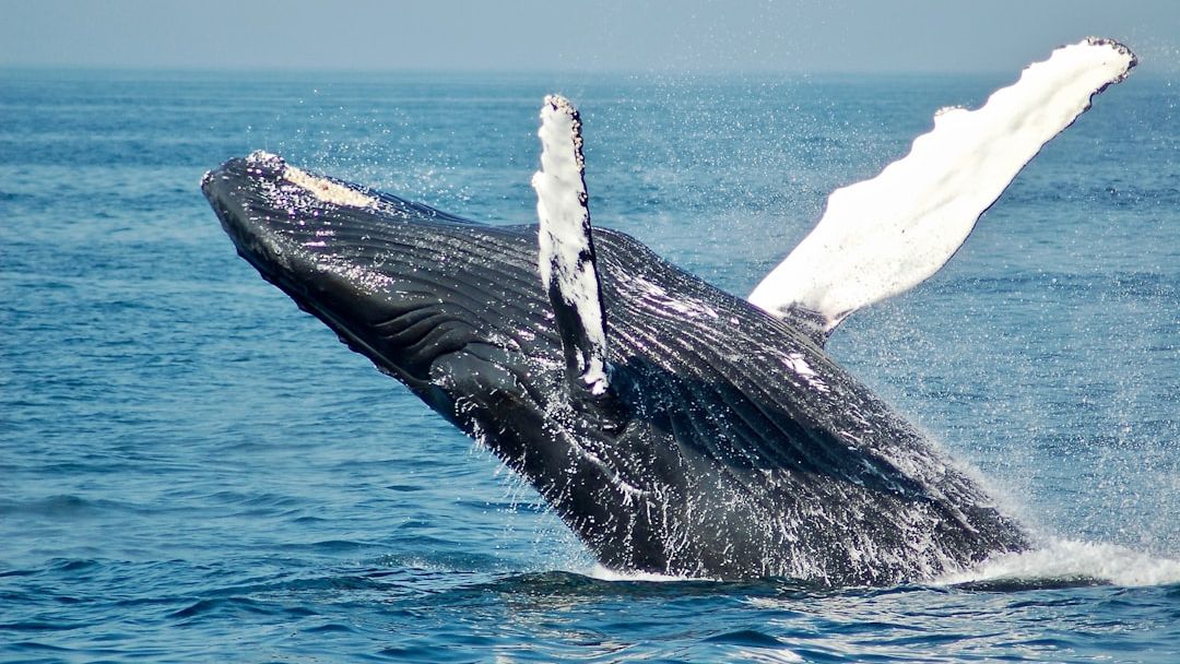 Psychology Says When a Whale Song Recorded in One Ocean Appears in Another Whale's Repertoire Within Weeks of Originating It Is Doing Something That Resembles Cultural Transmission - and the Speed of It Is Faster Than Almost Any Human Trend