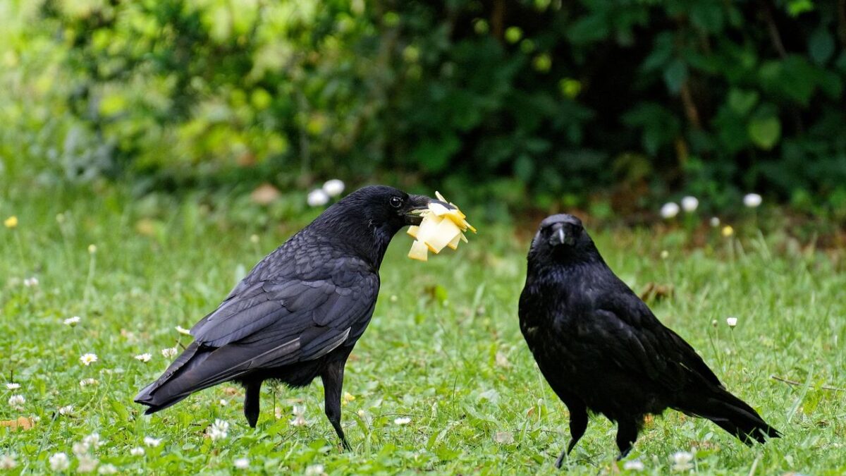What It Means When Raven Start Following Human Activity