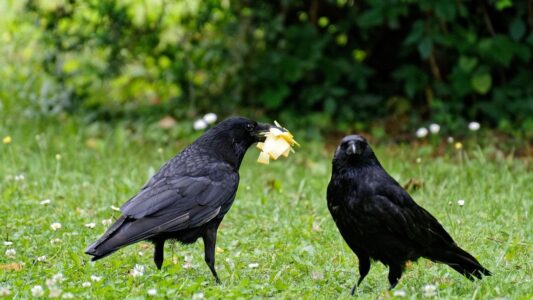 What It Means When Raven Start Following Human Activity