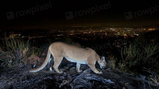 What It Means When Mountain Lions Are Spotted Near Small Towns