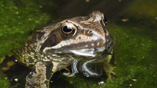 What Scientists Say It Means When Frogs Suddenly Stop Calling at Night