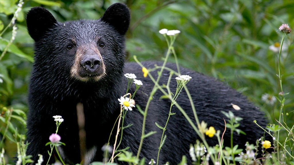 What It Means When More Black Bears Are Wandering Into Residential Areas