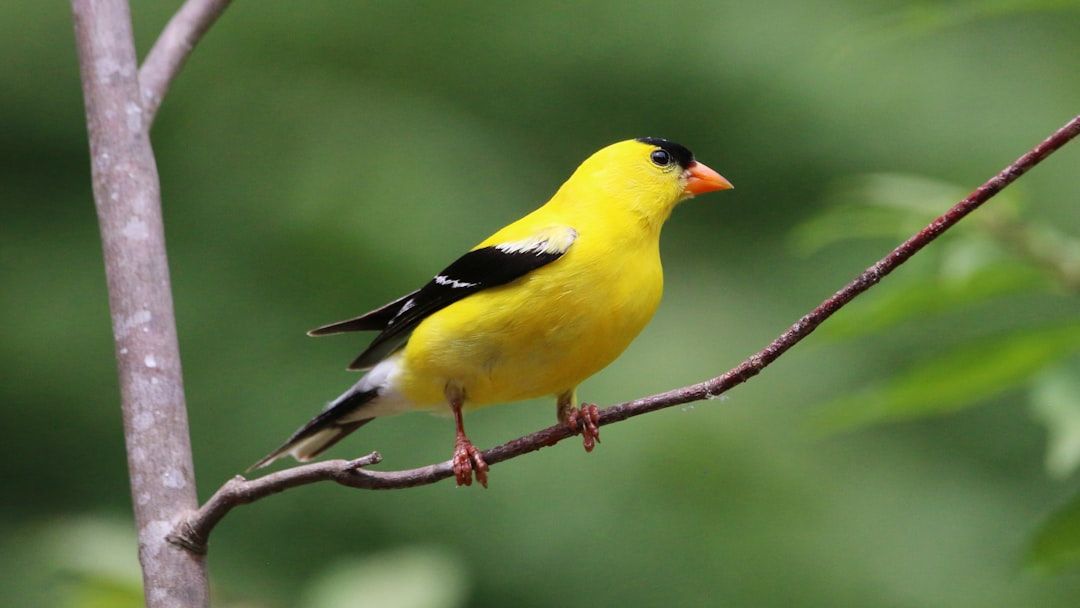 15 Things Experienced Gardeners Do That Keep Goldfinches Coming Back Every Single Season