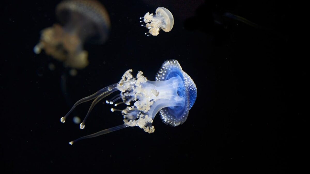 Ocean Science Says There Is a Layer of the Ocean Where No Sunlight Has Ever Reached in the Entire History of Earth - and the Creatures That Live There Evolved Completely Independently of Every Biological System That Operates in Light