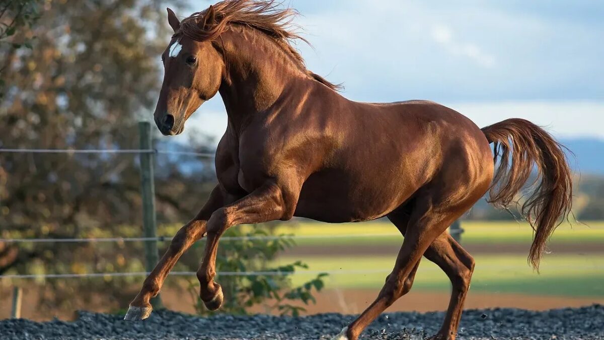 15 Horse Breeds That Bond So Deeply With One Rider They Never Fully Accept Anyone Else