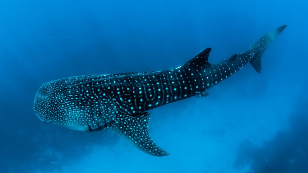 Marine Biology Says Whales That Have Never Met Adopt Identical Song Patterns Within Months of Those Songs Spreading Through Ocean Networks - a Cultural Transmission System Operating Across Entire Basins With No Known Mechanism