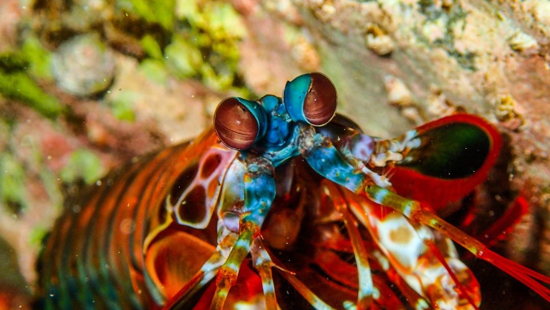 Marine Biology Says the Mantis Shrimp Processes Colour Through 16 Independent Receptor Types - Humans Manage With 3 - and What the Shrimp Perceives That We Cannot Has No Human Instrument Capable of Translating It
