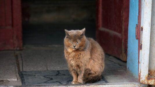 10 Signs a Stray Cat Has Chosen You as Their New Owner