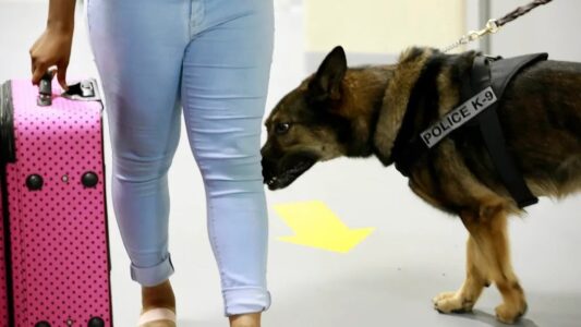 Psychology Says If Your Dog Follows You To The Bathroom, It&rsquo;s Not About Separation Anxiety &ndash; It&rsquo;s About Pack Hierarchy
