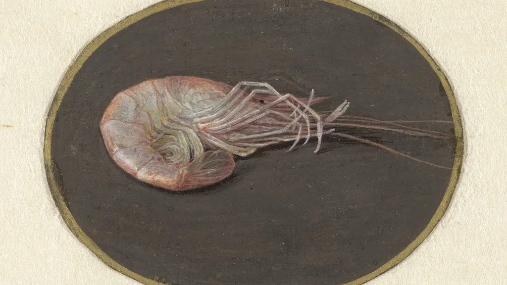 Marine Biology Says Jellyfish Have Survived Five Mass Extinction Events Including the One That Killed the Dinosaurs - Without a Brain Without a Heart and Without Changing Significantly in 500 Million Years