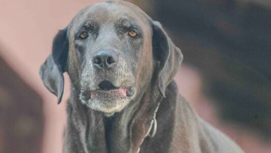 15 Gentle Signs a Senior Dog Is Telling You Something Most Owners Don&rsquo;t Realise Until Later