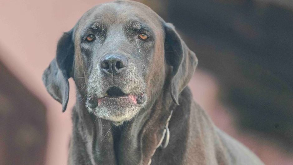 15 Gentle Signs a Senior Dog Is Telling You Something Most Owners Don't Realise Until Later