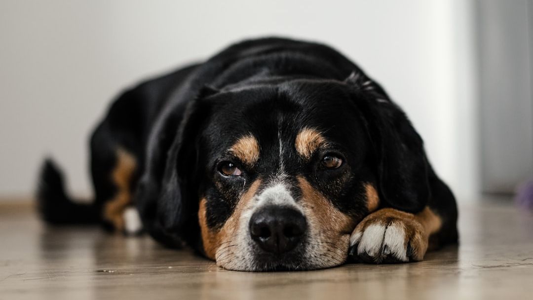 13 Things Dogs Do in Their Final Months That Most Owners Only Understand in Hindsight