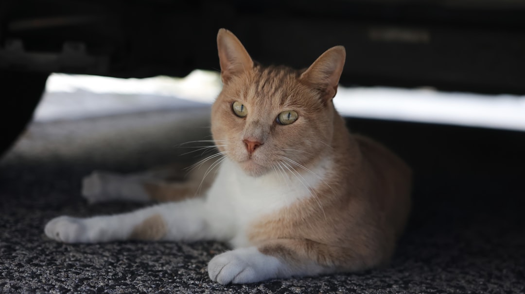 Cat Thrown From Moving Car Finds Family That Loves Him Just for Existing