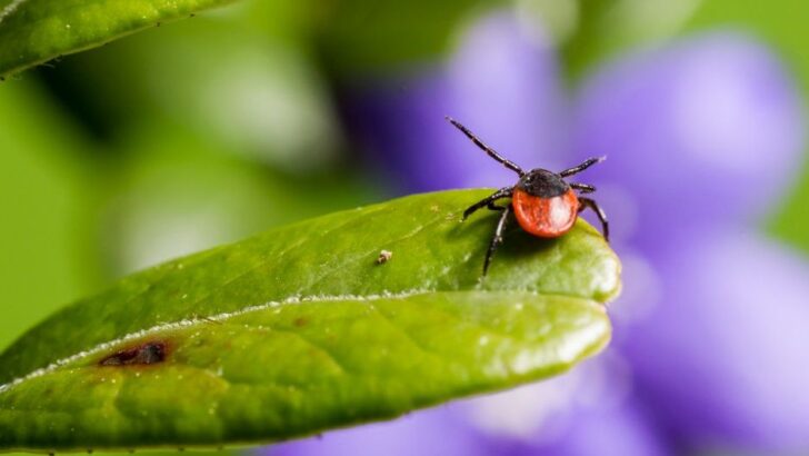 If You're Seeing More Ticks This Year Than Ever Before, Ecologists Say It's a Warning Sign of Something Bigger