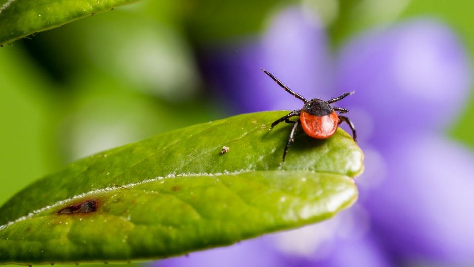 If You're Seeing More Ticks This Year Than Ever Before, Ecologists Say It's a Warning Sign of Something Bigger