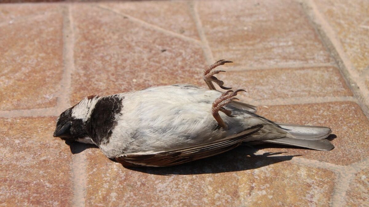 What It Means When You Find a Dead Bird on Your Doorstep (According to Behavioral Ecologists)