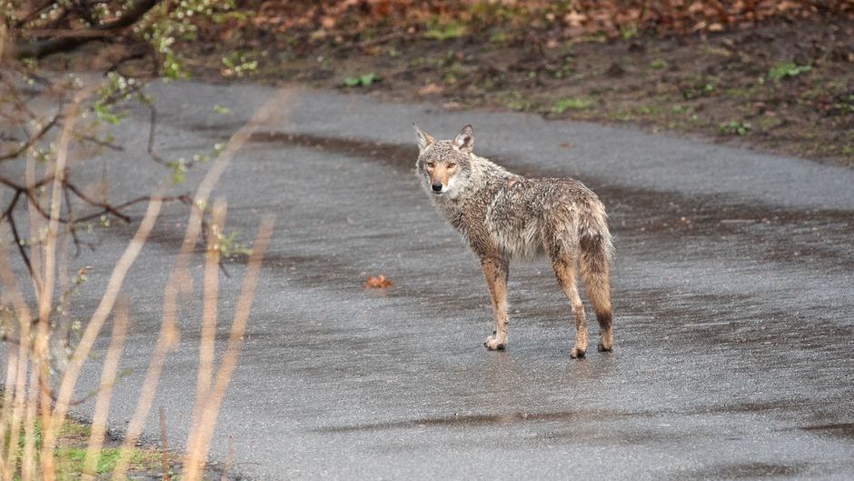 The Surprising Reason Coyotes Thrive in Major American Cities