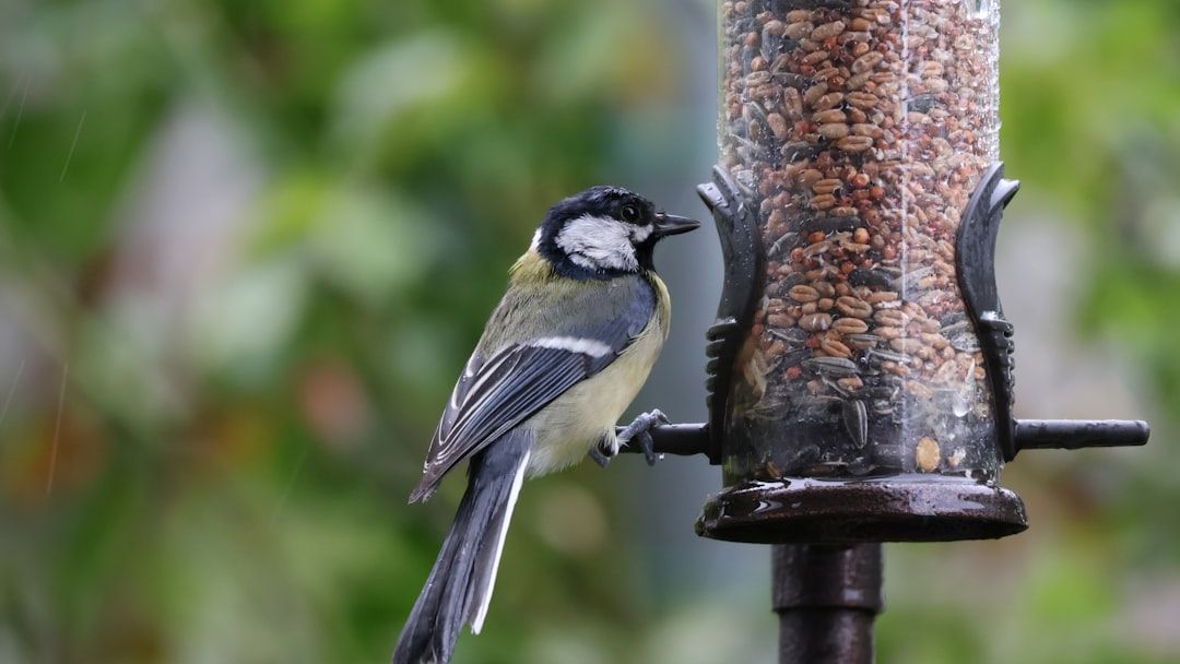 12 Things Hummingbirds Do Right Before They Migrate That Most People Never Notice