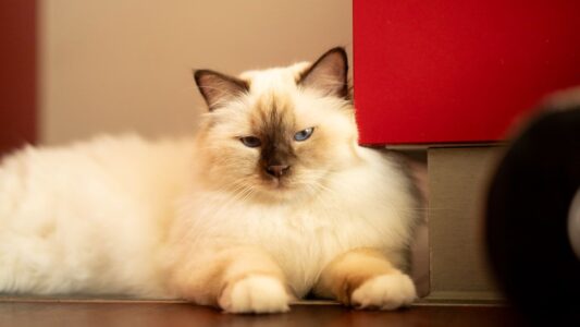 The Cat Breed Each Myers-Briggs Personality Type Would Be Reincarnated As