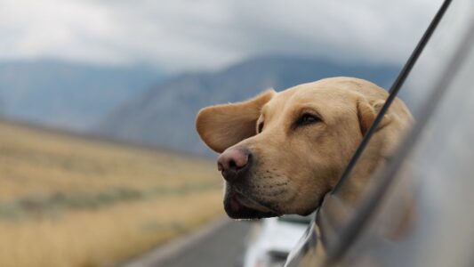 12 Backyard Sounds Your Dog Can Hear That Signal Danger Hours Before You Notice