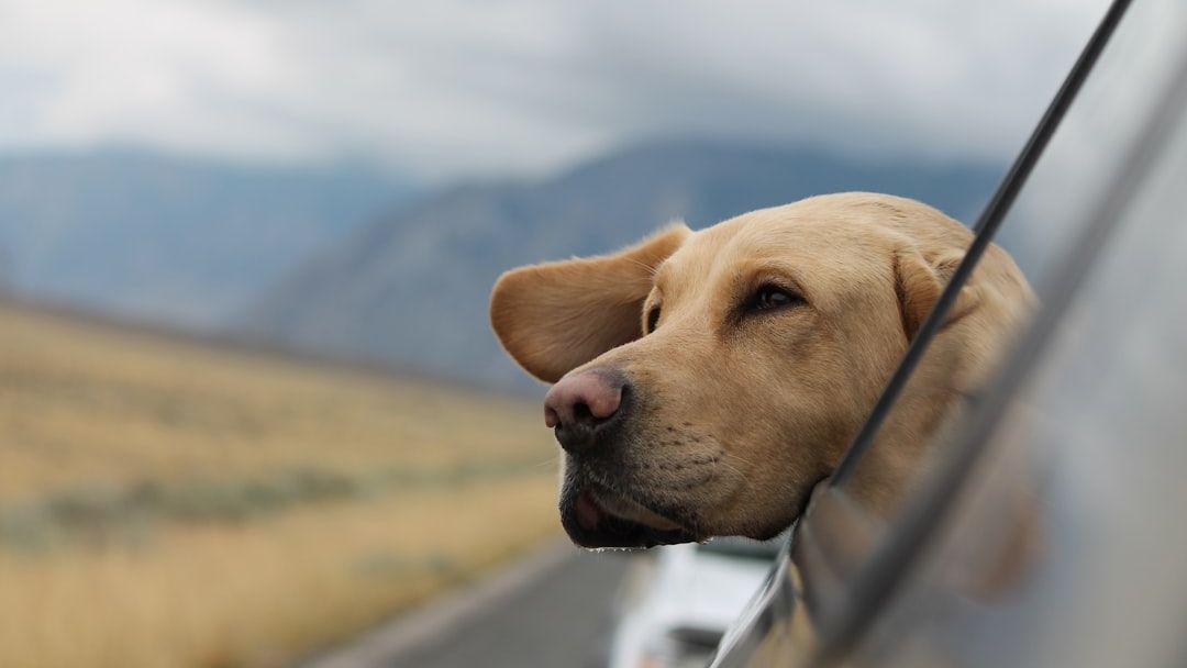 12 Backyard Sounds Your Dog Can Hear That Signal Danger Hours Before You Notice
