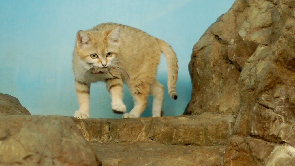 Veterinarians Say If Your Cat Sleeps in This Position Every Night, Schedule a Checkup Immediately