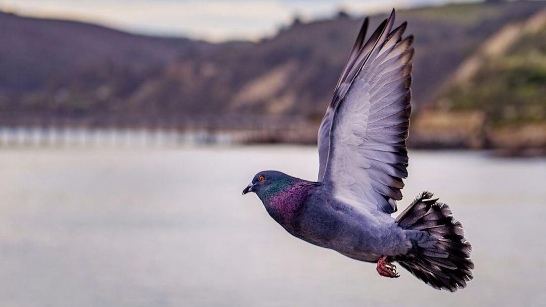 10 Animal Species From History That Disappeared Because of Humans