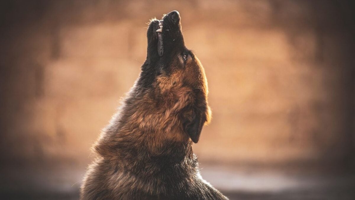 14 Ways a Dog Shows They're Ready Before Anyone Else in the Family Realizes It's Time