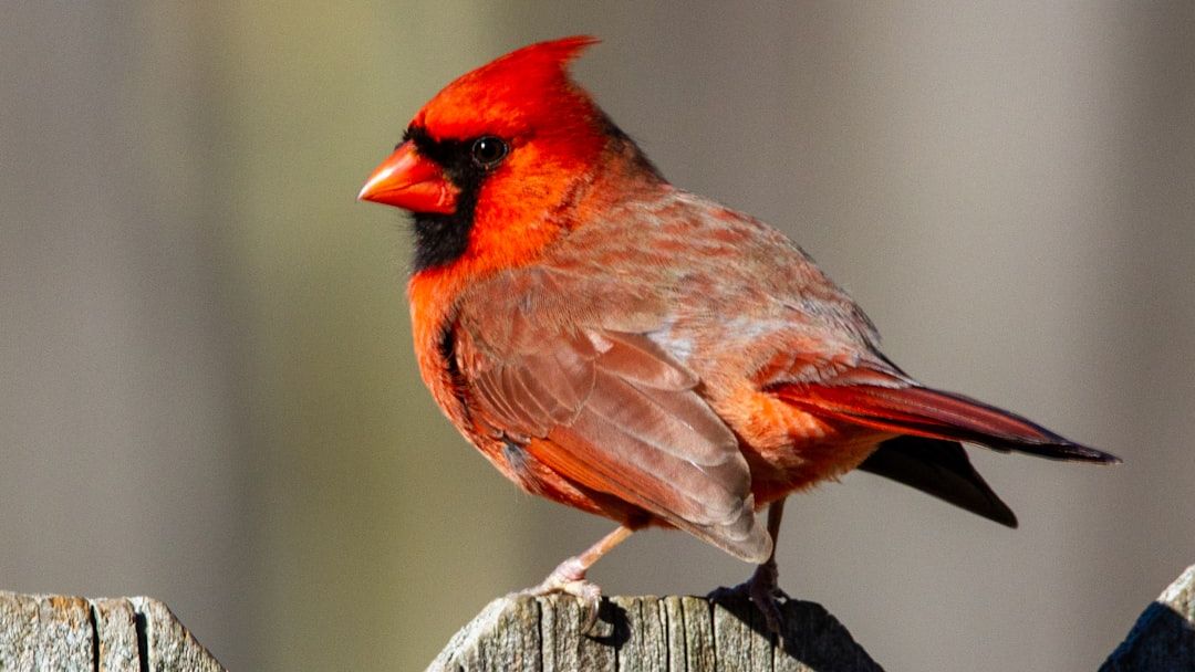 12 Birds That Show Up in Your Yard Only When the Weather Is About to Turn Dangerous