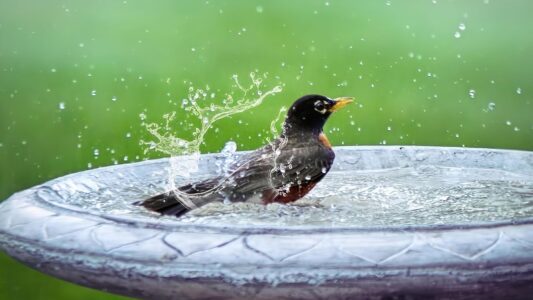 13 Garden Habits That Experienced Birders Say Will Bring Back Birds That Stopped Visiting Years Ago