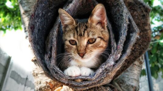 The Real Reason Stray Cats Choose Certain Houses (It’s Not What You Think)