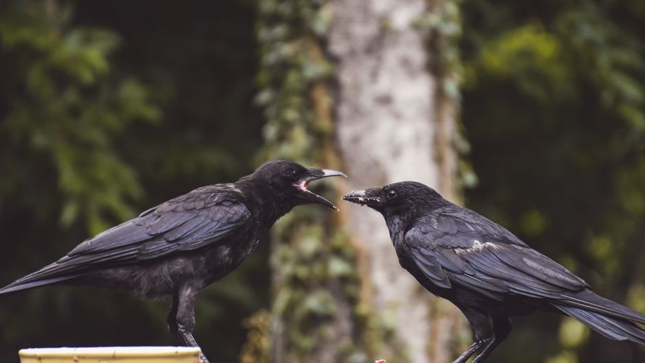 What Crows Are Actually Saying When They Gather on Your Roof Every Morning (Decoded by Animal Behaviorists)
