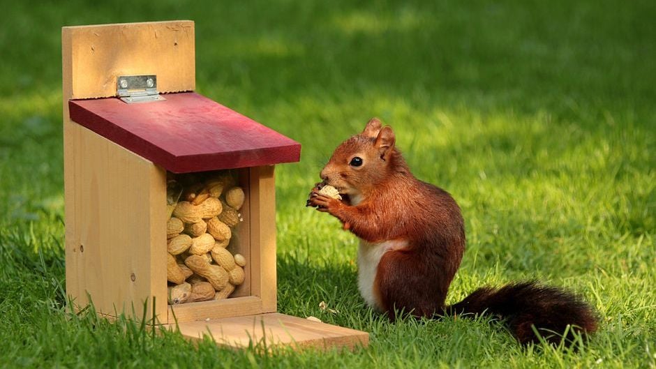 12 Things Squirrels Do in Your Yard That Are Actually Warnings (Your Neighbors Don't Notice)