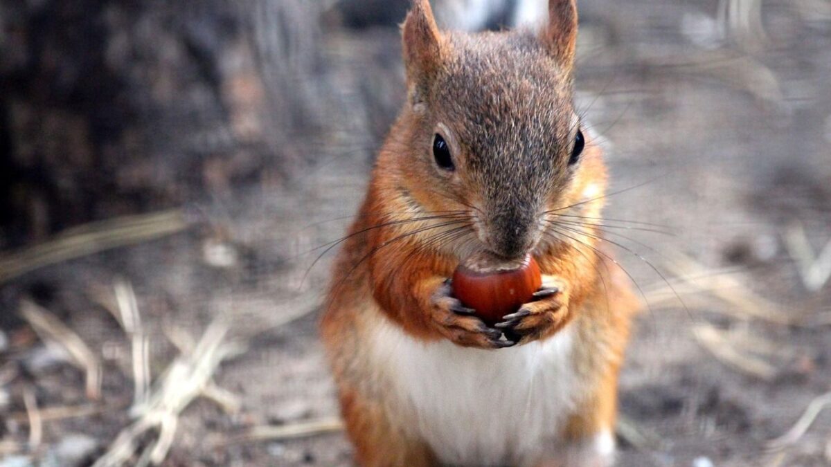 10 Things Squirrels Bury in Your Yard That Aren't Acorns (And Why #4 Baffles Scientists)