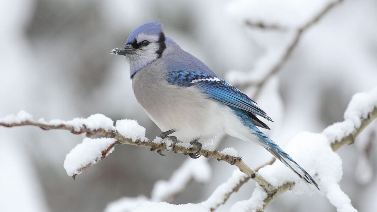 Why Blue Jays Scream at Your Window Every Morning (And What They're Actually Saying)