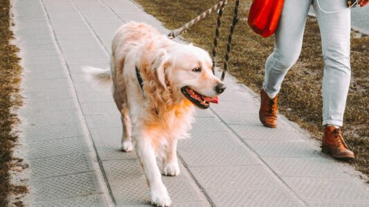 Canine Psychology Says If Your Dog Follows You to the Bathroom, It&rsquo;s Not Loyalty &ndash; It&rsquo;s Something Deeper