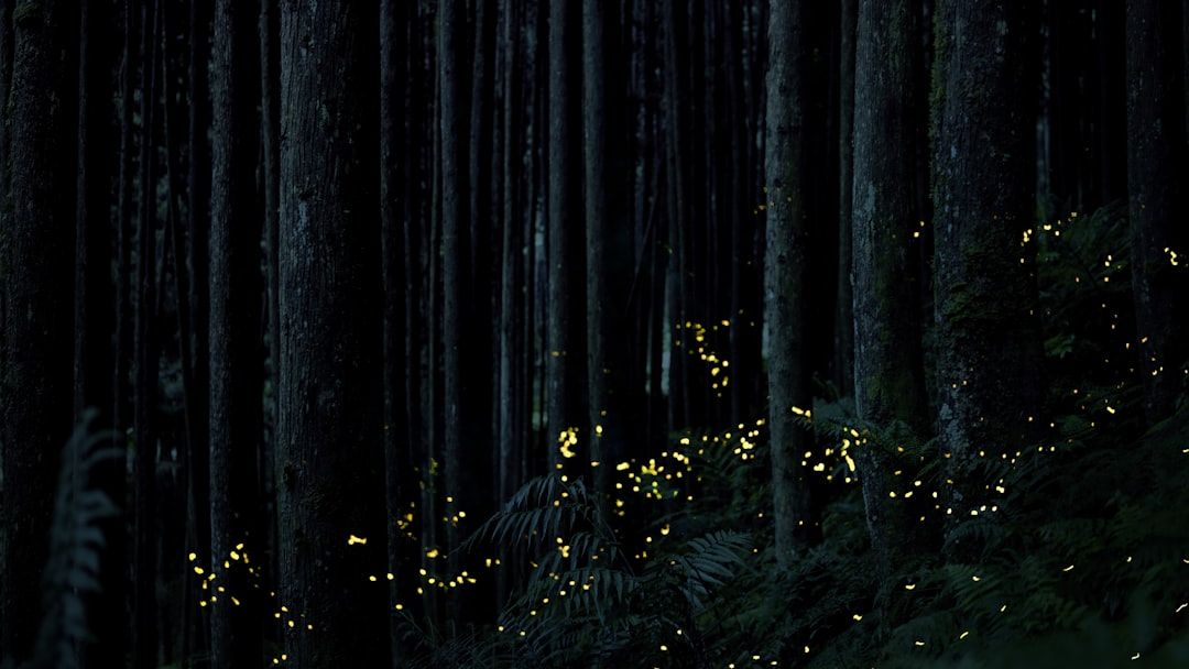 What It Means When Fireflies Disappear From Your Yard After Years Of Seeing Them