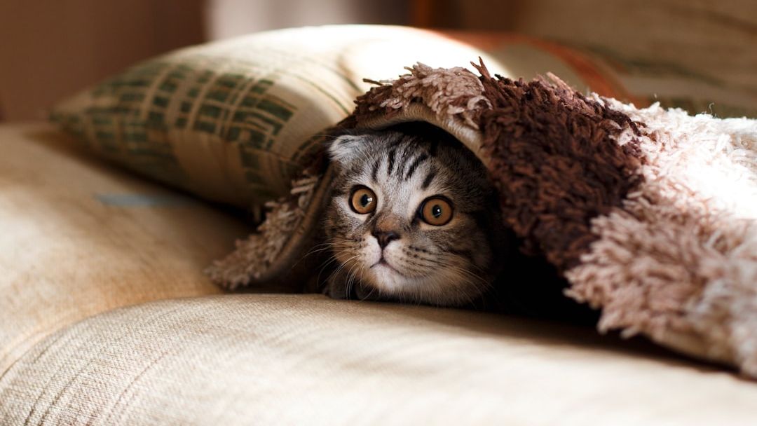 The One Thing You Do Every Day That Makes Your Cat Trust You Less (Veterinarians Say Most Owners Don't Realize)