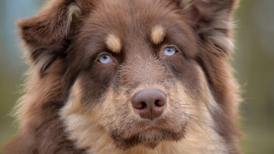15 Signs Your Senior Dog Is Still Fully Present Even on the Days It Doesn&rsquo;t Seem Like It