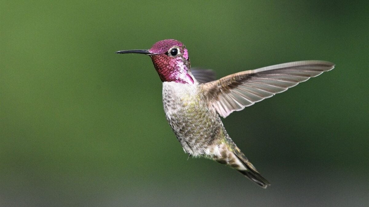 14 Bizarre Things Hummingbirds Do When They Think No One Is Watching - Most Gardeners Never See