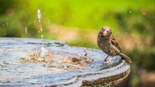 Avoid These 3 Dangerous Mistakes When Setting Up Birdbaths in Your Garden