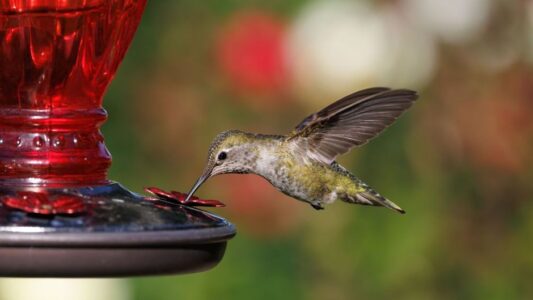 What It Means When Hummingbirds Suddenly Disappear From Your Garden
