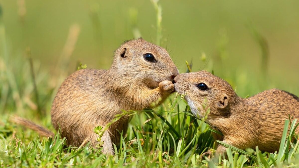 What It Means When Squirrels Become Unusually Active in Your Yard