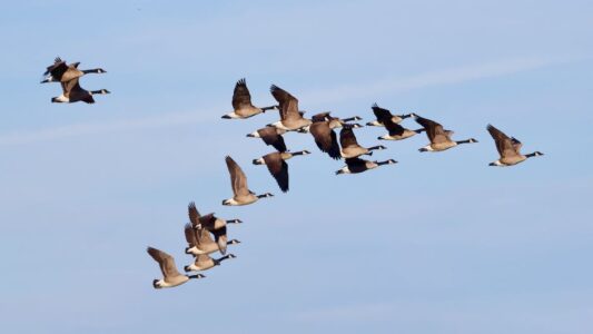What It Means When Geese Suddenly Change Their Migration Timing