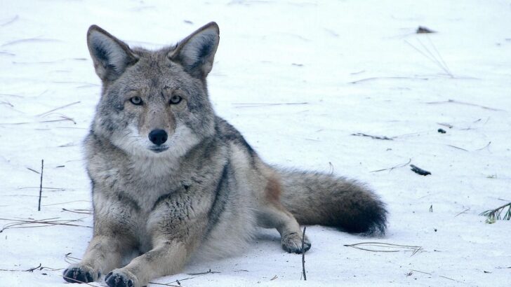 What It Means When Coyotes Start Appearing During Daylight Hours