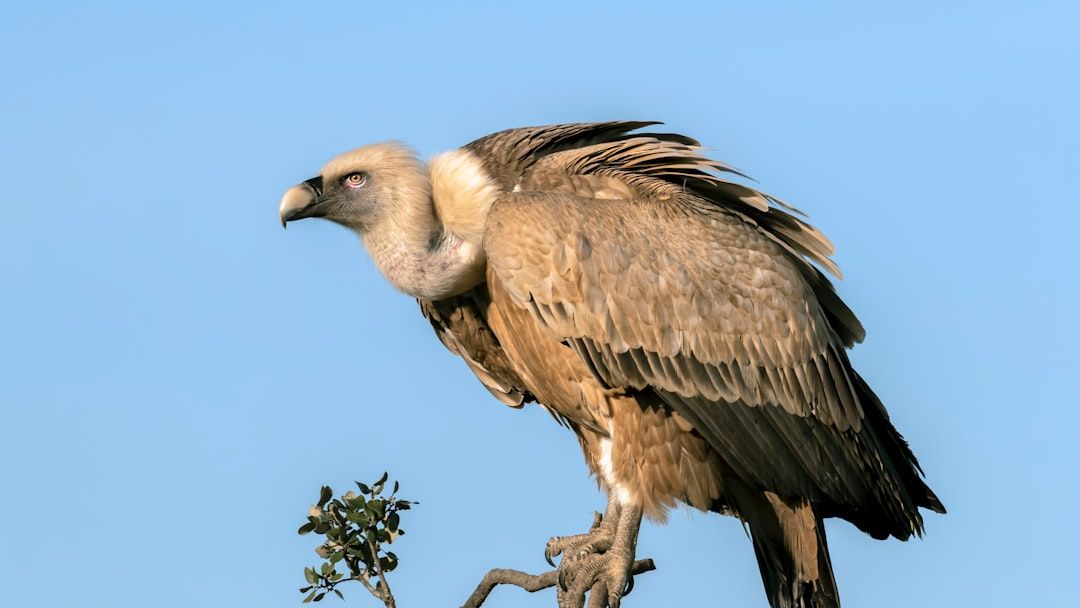 What It Means When Vultures Start Roosting Near Your Neighborhood