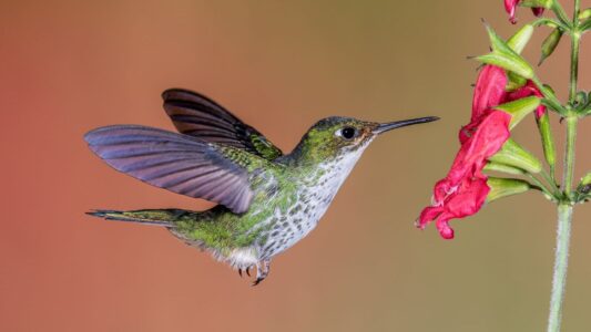 What It Means When a Hummingbird Suddenly Appears Near You (According to Folk Traditions)